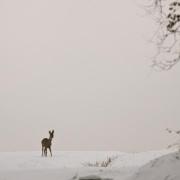 Hiver