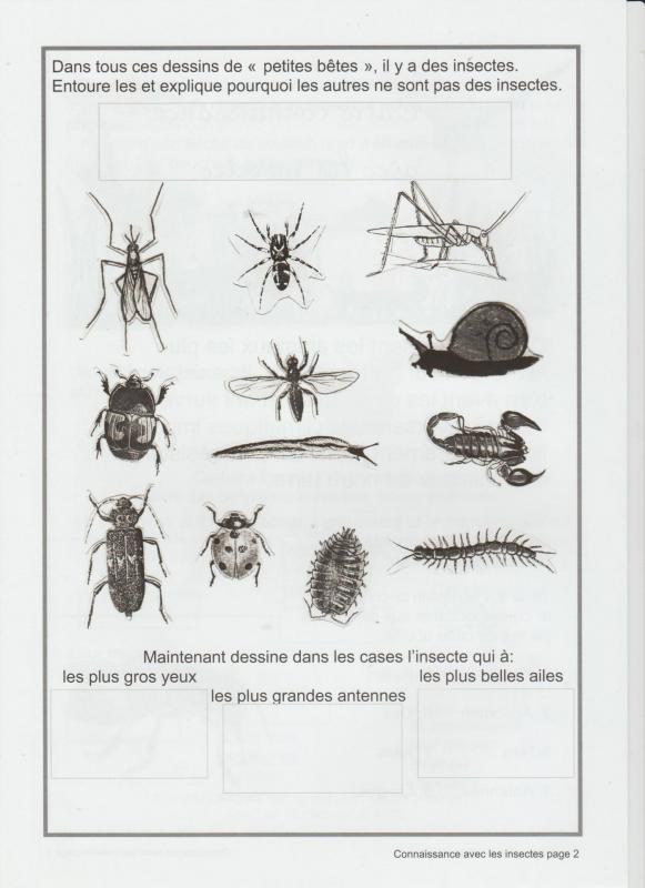 Insectes 2 001