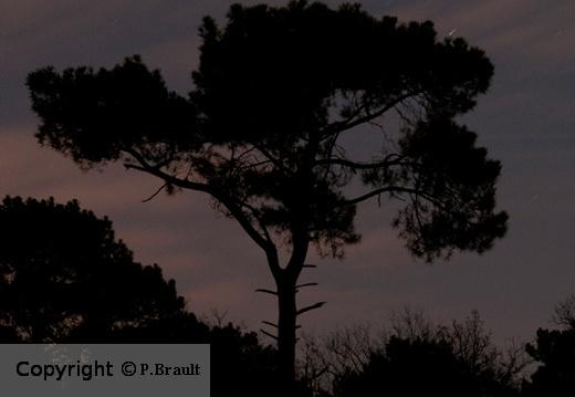 20110203183123 68330de5 cu e520x360